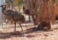 /album/alice-to-coober-pedy/a06-emu-family-jpg/